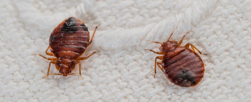 Disinfestazione Cimici da Letto con Verceidea Group