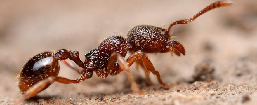 Disinfestazione Formiche Monterotondo con Verdeidea, per una sicurezza sulle disinfestazioni