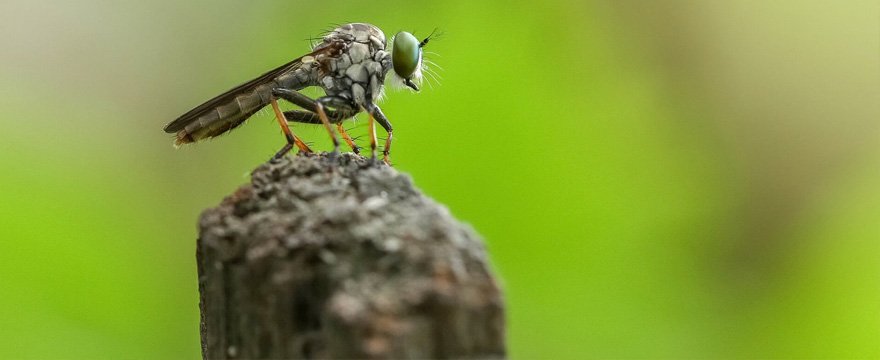 Disinfestazione Mosche Porta Cavalleggeri con Verdeidea, per una sicurezza sulle disinfestazioni