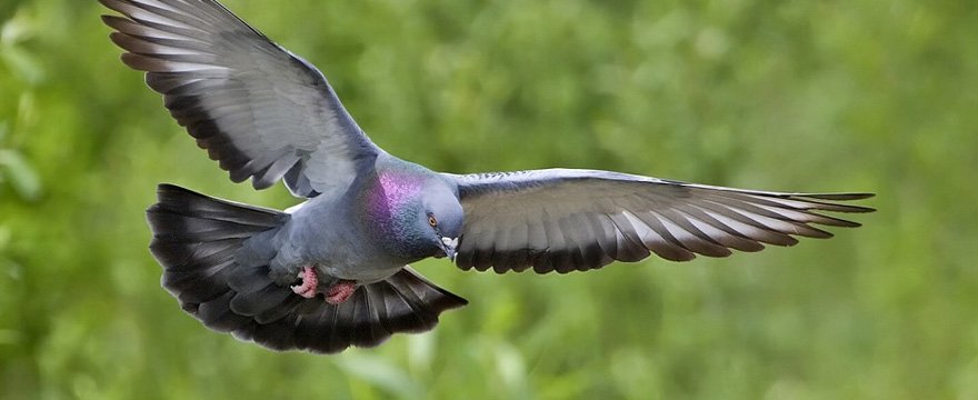 Allontanamento Piccioni Balduina con Verdeidea, per una sicurezza sulle disinfestazioni