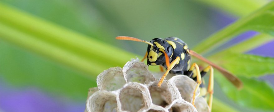 Disinfestazione Vespe Tor Vergata con Verdeidea, per una sicurezza sulle disinfestazioni