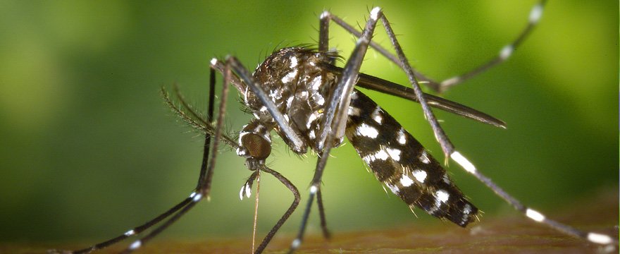 Disinfestazione Zanzare Passoscuro con Verdeidea, per una sicurezza sulle disinfestazioni