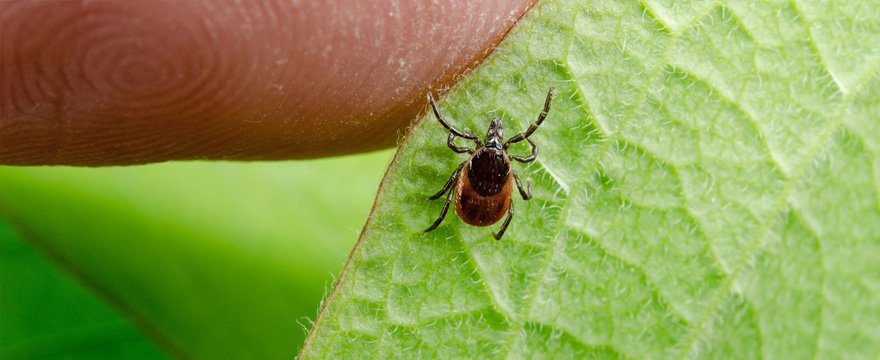 Disinfestazione Zecche Romanina con Verdeidea, per una sicurezza sulle disinfestazioni